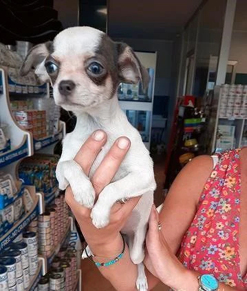 Chihuahua femmina bianca e blu con occhi azzurri | Foto 5