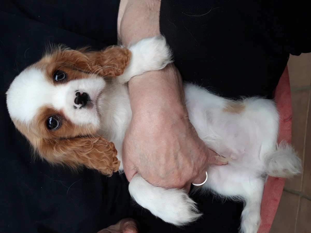 Cavalier king cuccioli | Foto 5