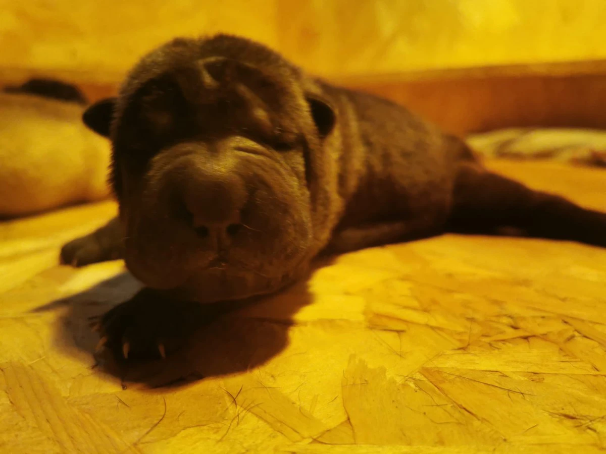 Cuccioli di Shar Pei con Pedigree  | Foto 1