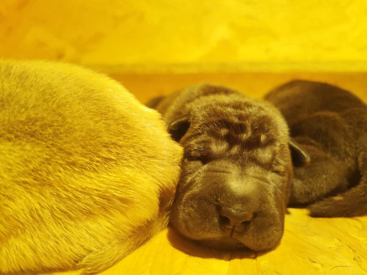 Cuccioli di Shar Pei con Pedigree  | Foto 4