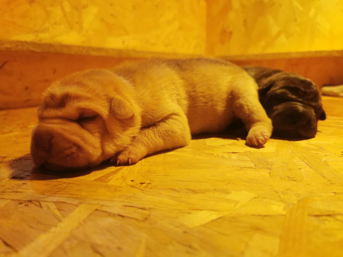 Cuccioli di Shar Pei con Pedigree  | Foto 2