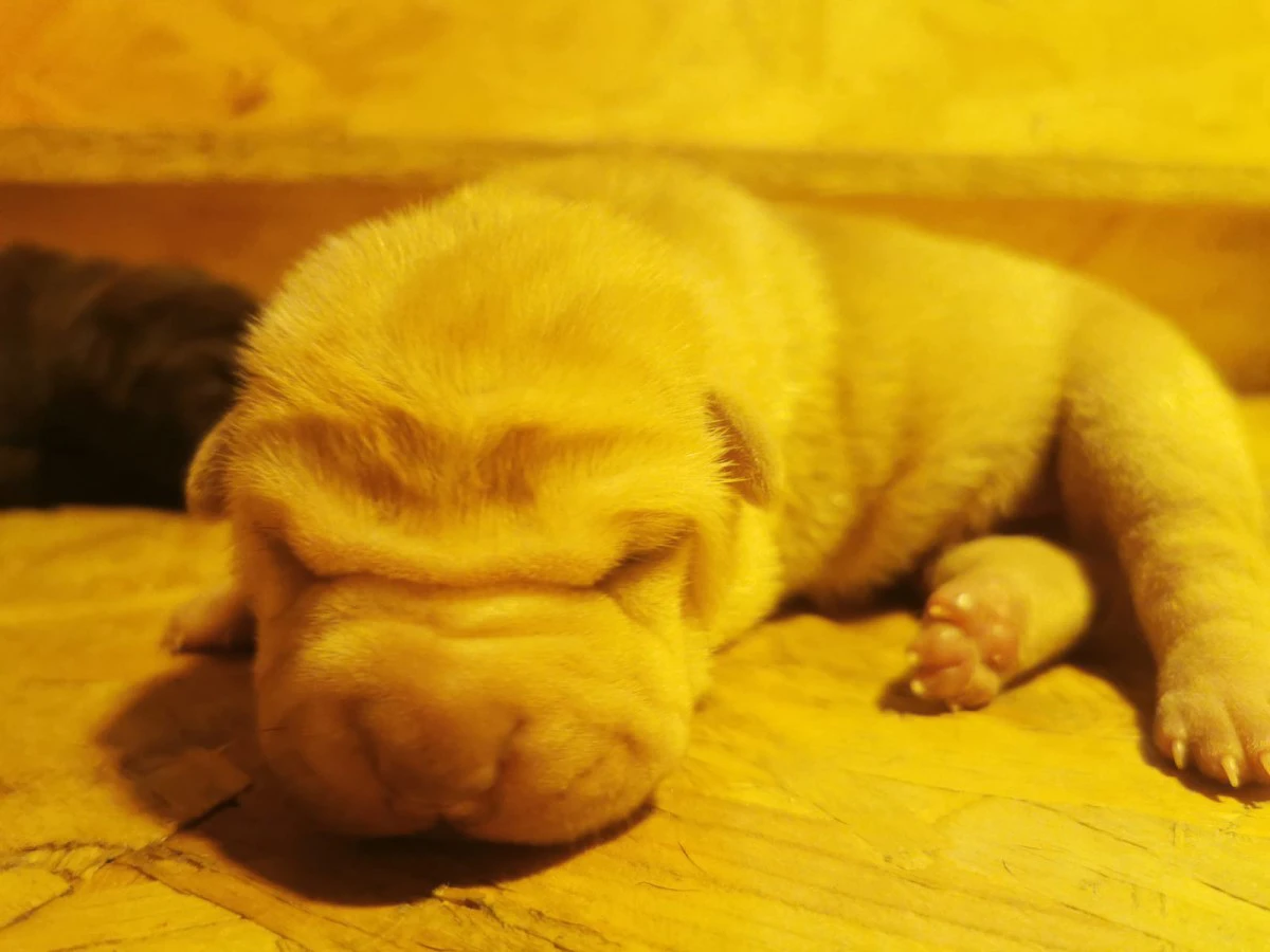 Cuccioli di Shar Pei con Pedigree  | Foto 3