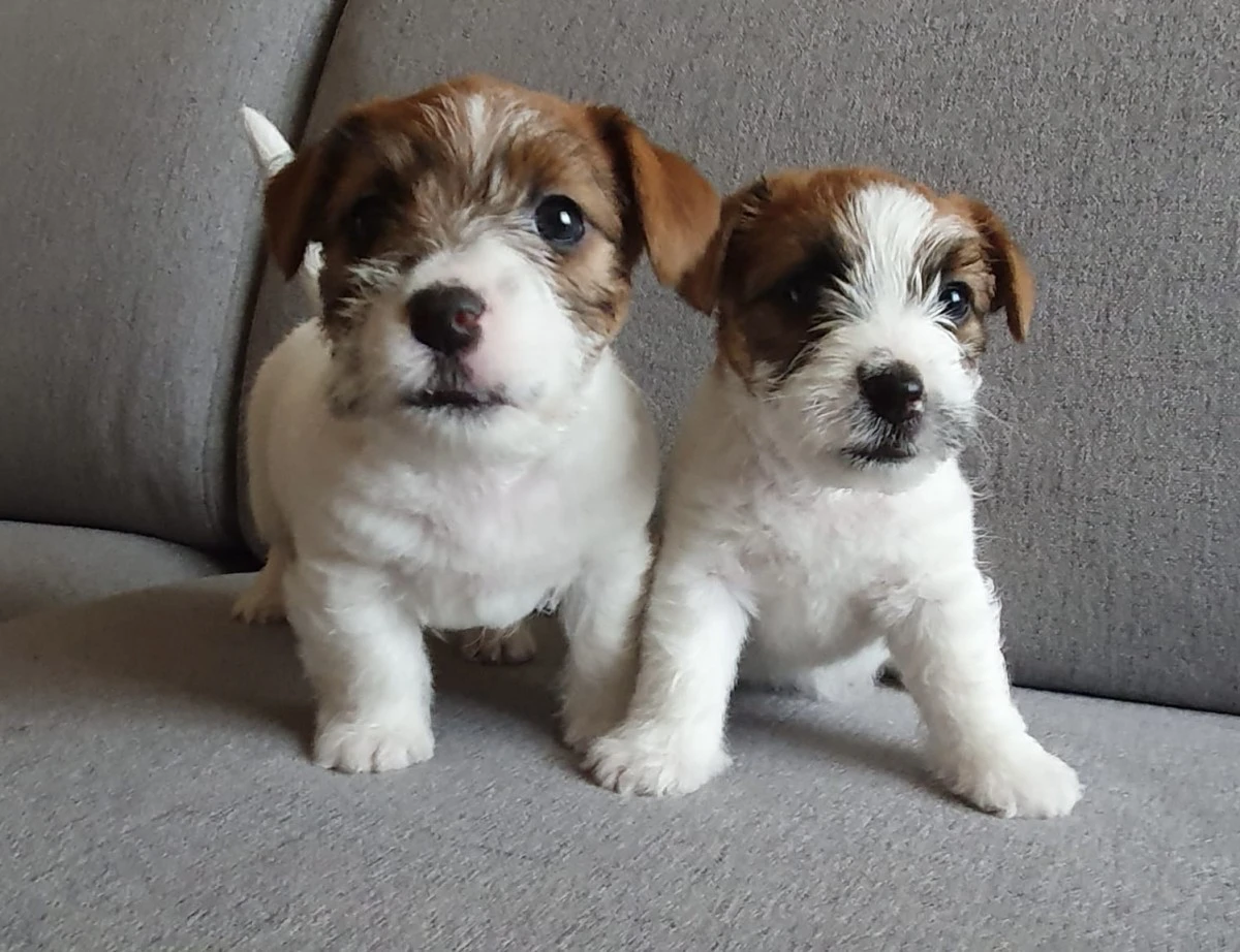 Cuccioli Jack Russell | Foto 1