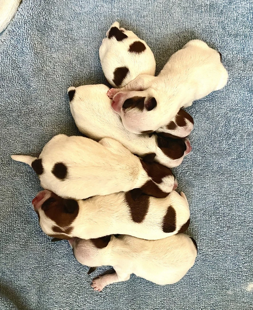 Cuccioli Jack Russell | Foto 2