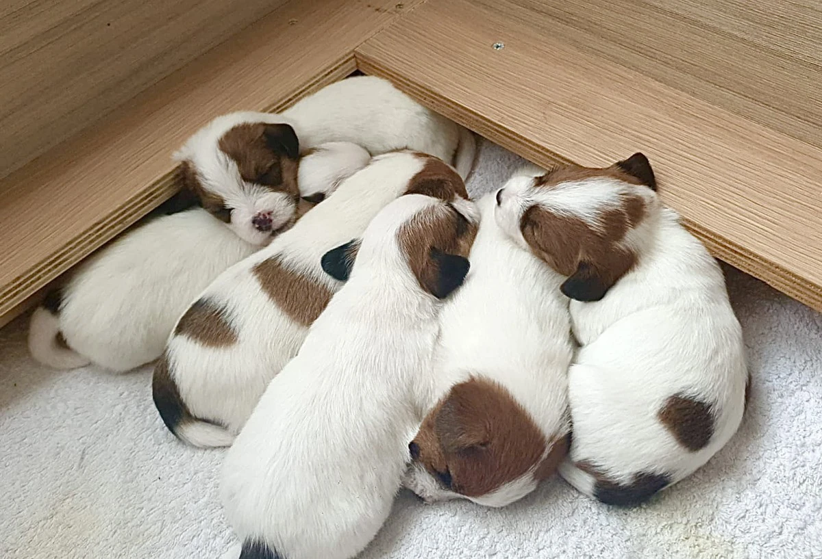 Cuccioli Jack Russell | Foto 1