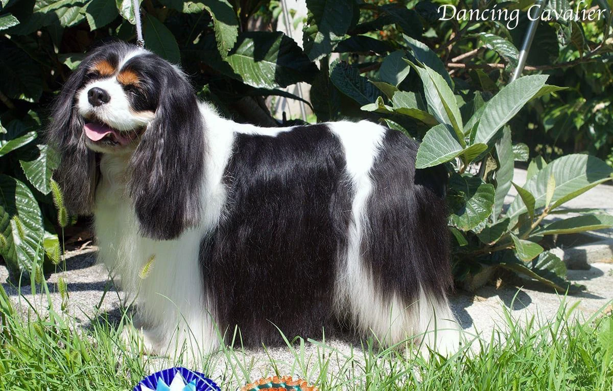 Cuccioli Cavalier king Tricolor e Blenheim | Foto 2