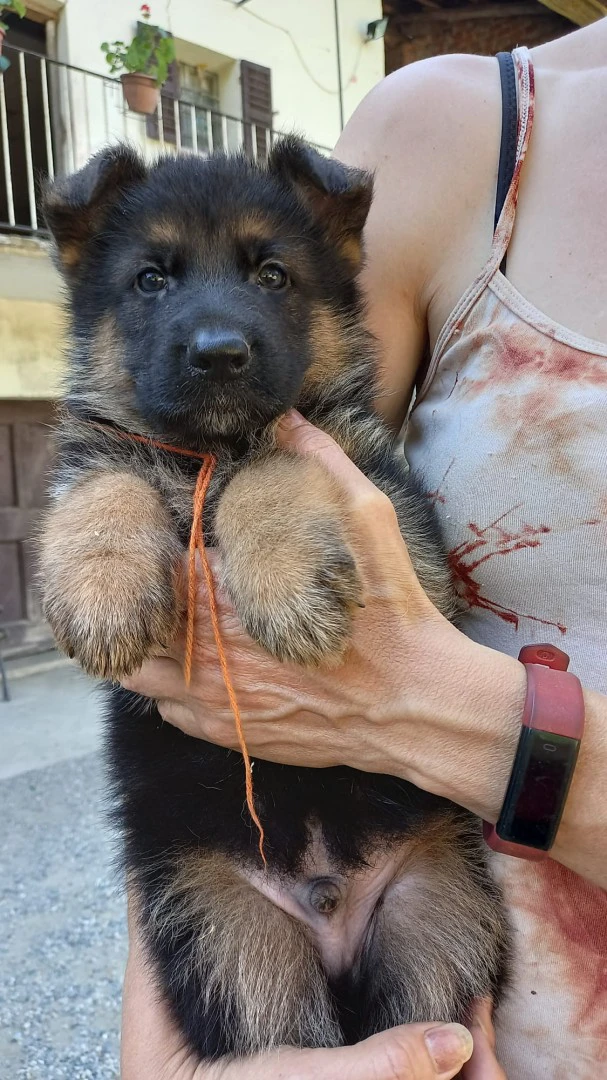 Cuccioli pastore tedesco  | Foto 1