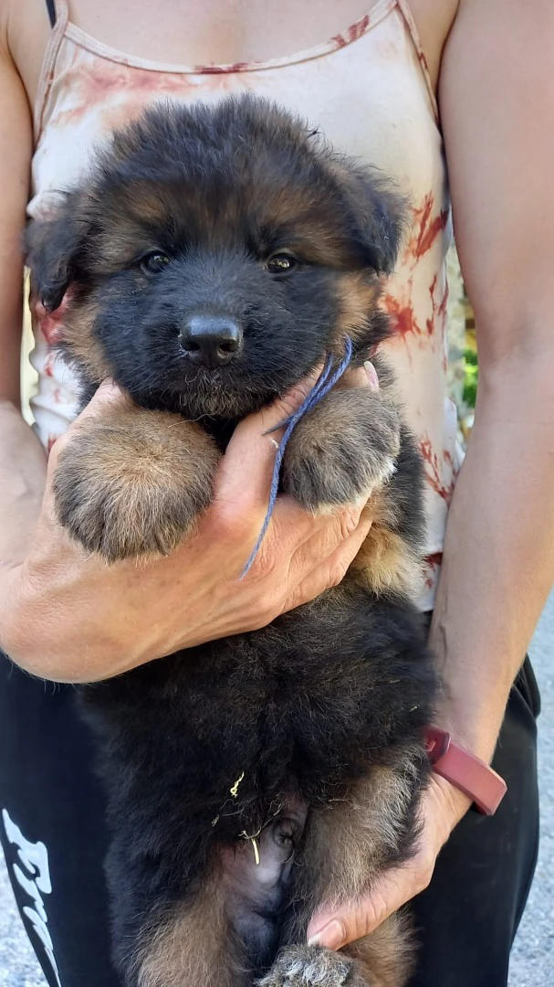 Cuccioli pastore tedesco  | Foto 5