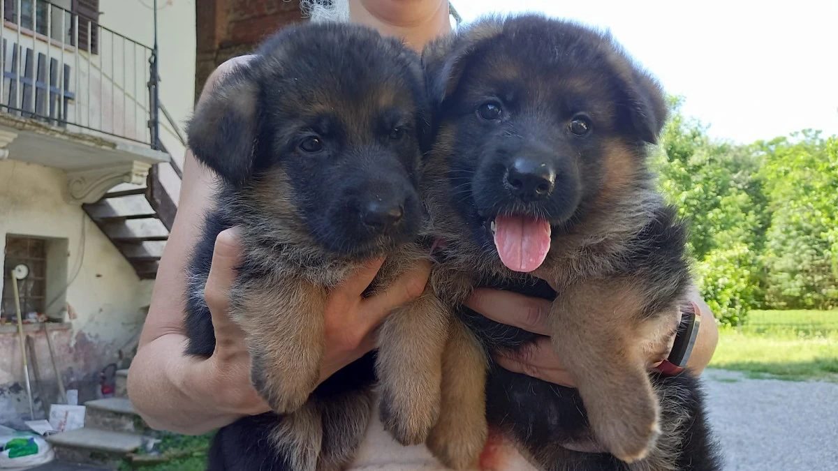 Cuccioli pastore tedesco  | Foto 4