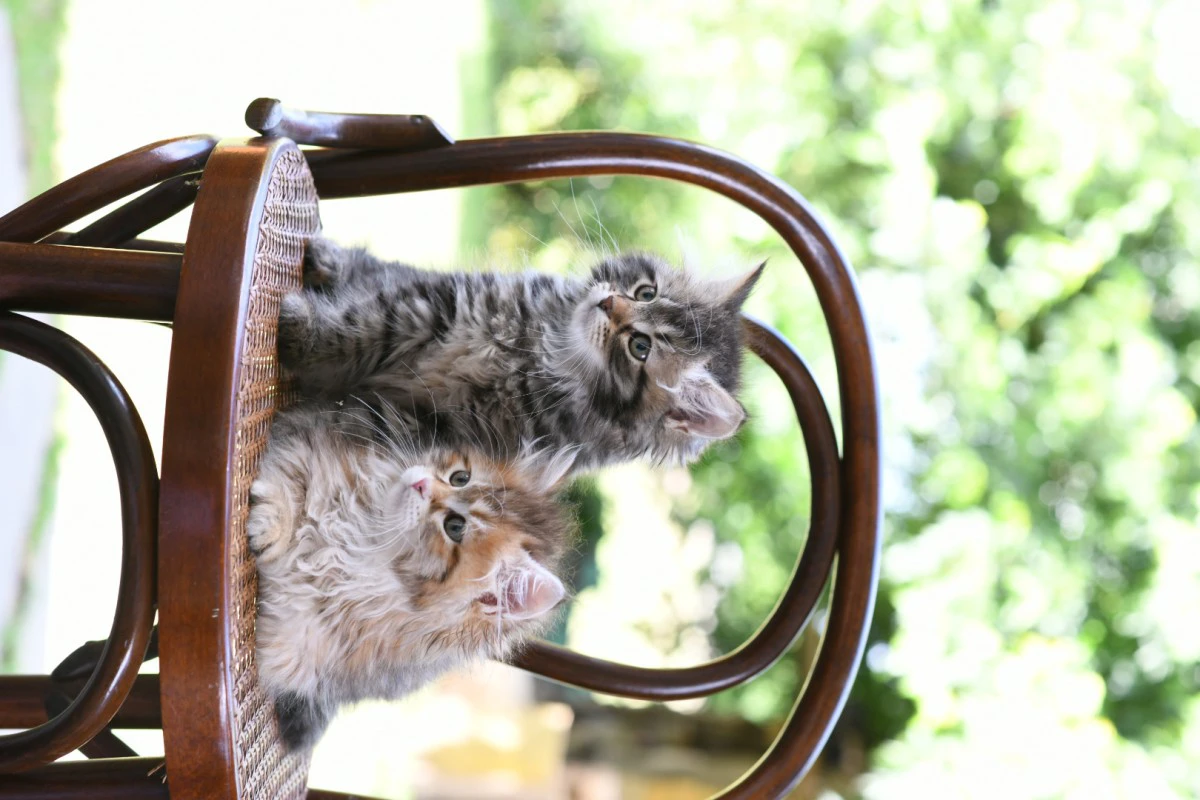 Cuccioli di gatto Siberiano pedigree ANFI | Foto 7