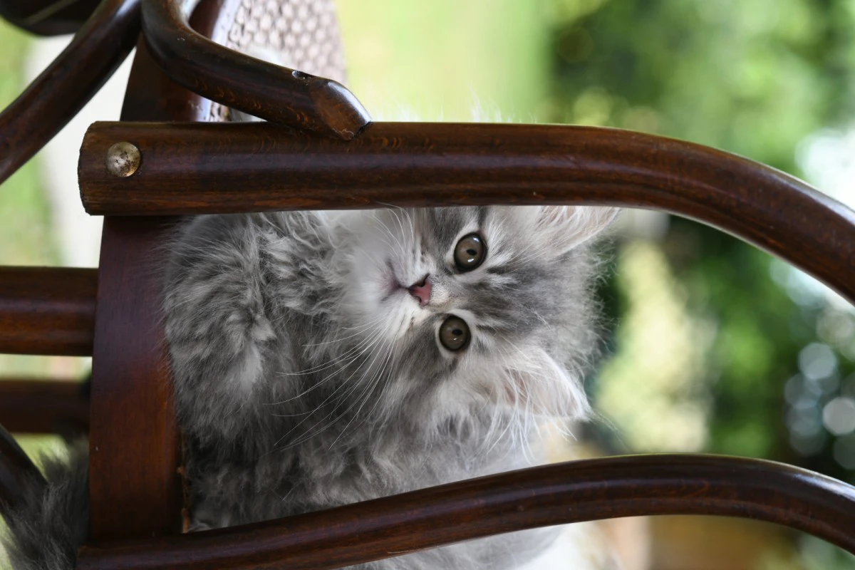 Cuccioli di gatto Siberiano pedigree ANFI | Foto 10