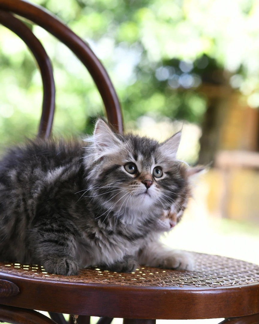 Cuccioli di gatto Siberiano pedigree ANFI | Foto 3