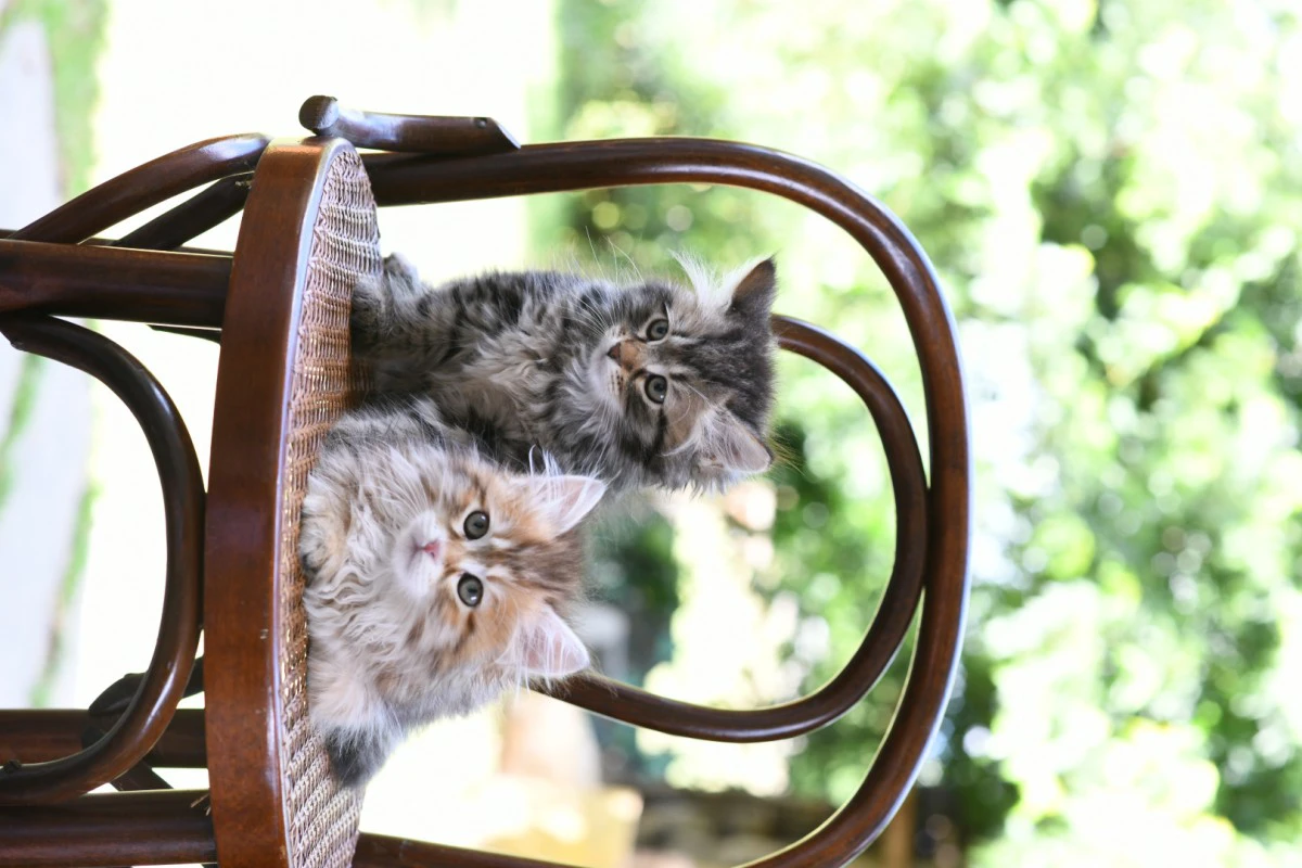Cuccioli di gatto Siberiano pedigree ANFI | Foto 6