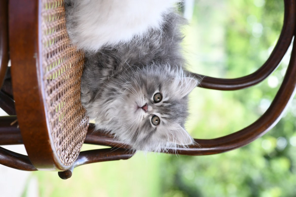 Cuccioli di gatto Siberiano pedigree ANFI | Foto 8