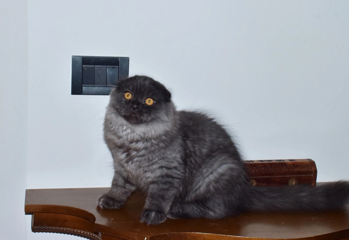 Highland fold | Foto 3