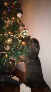 Highland fold | Foto 1