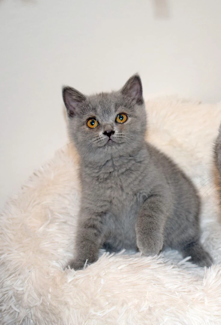 Scottish fold e straight con pedigree | Foto 8