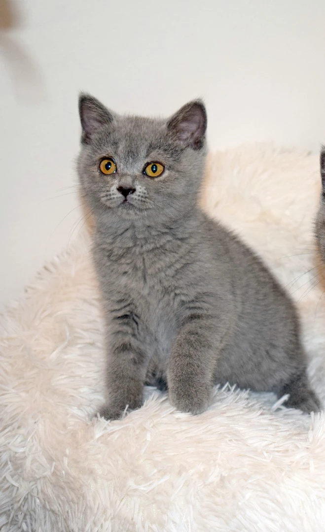 Scottish fold e straight con pedigree | Foto 6