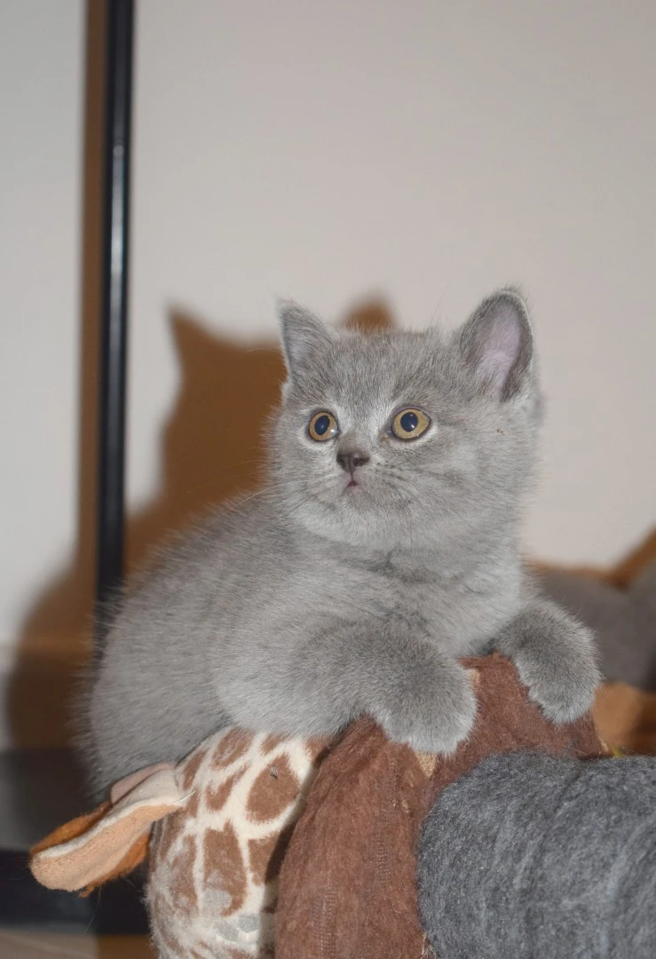 Scottish fold e straight con pedigree | Foto 9