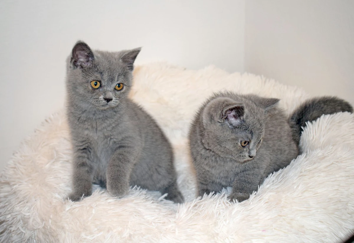 Scottish fold e straight con pedigree | Foto 7