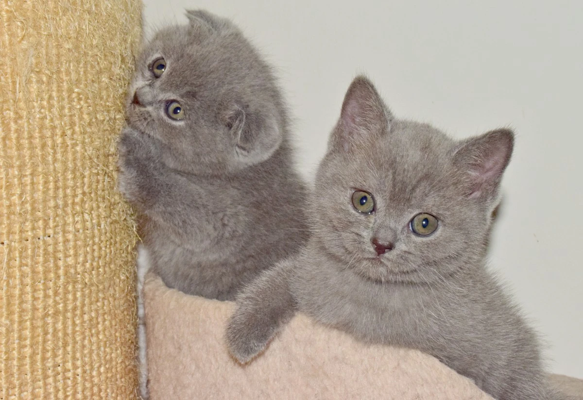 Scottish fold e straight con pedigree | Foto 1