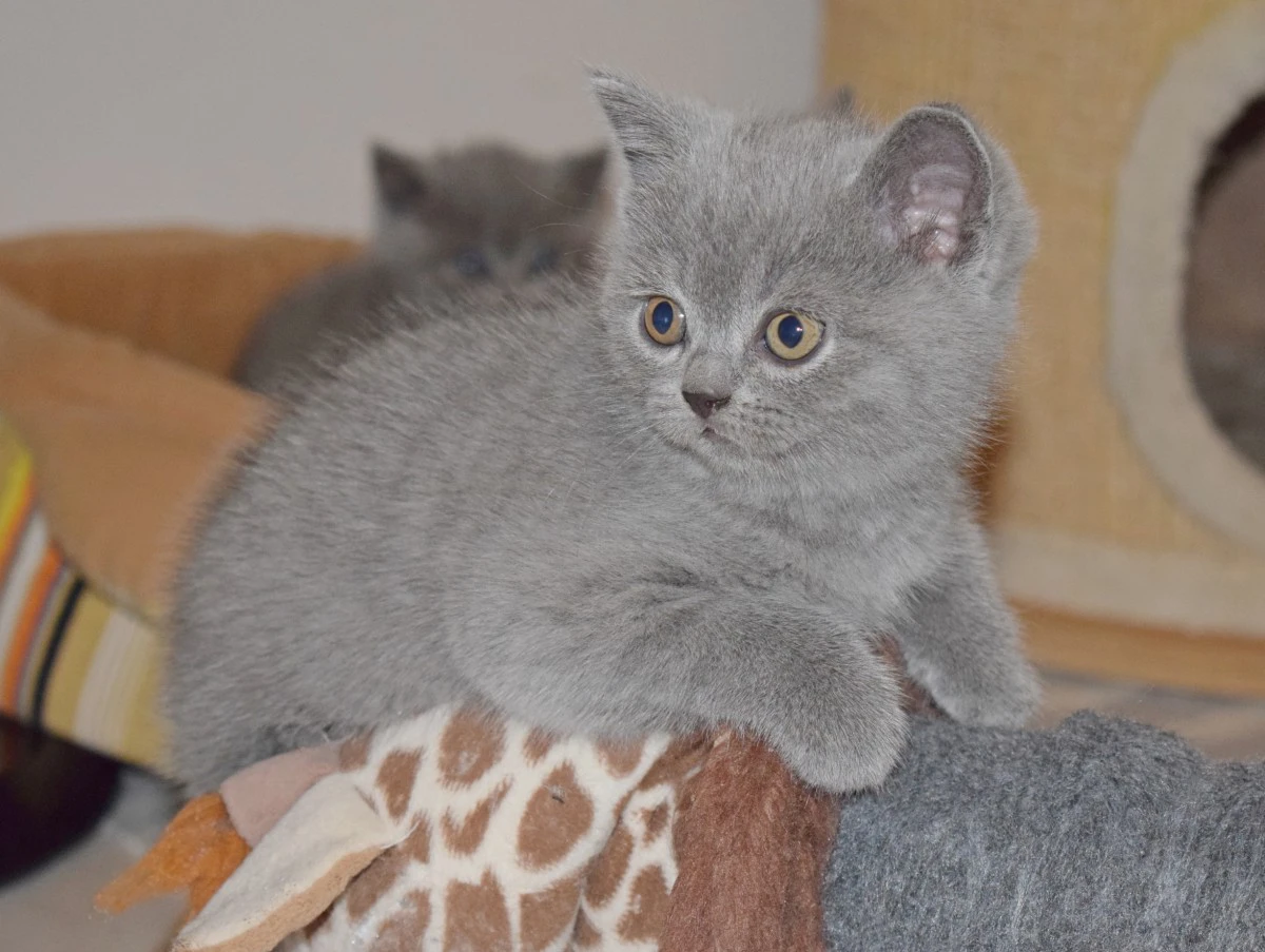 Scottish fold e straight con pedigree | Foto 10