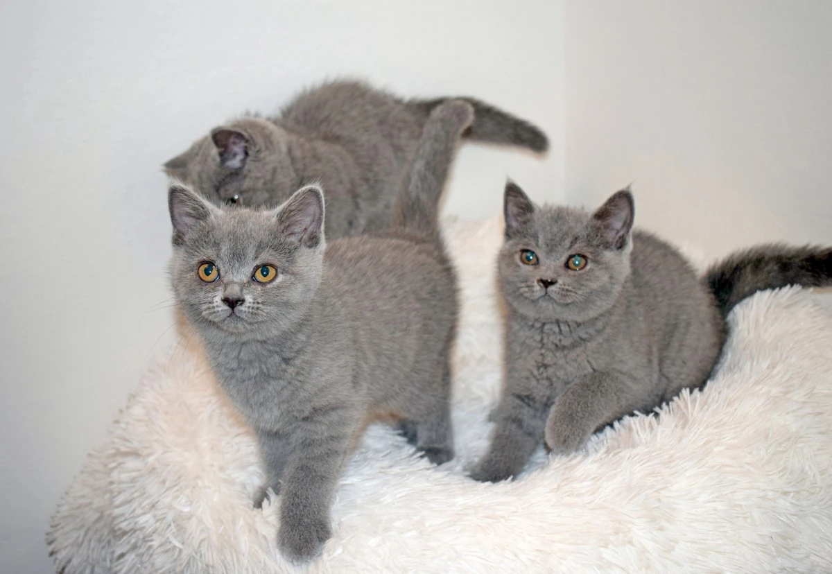 Scottish fold e straight con pedigree | Foto 5