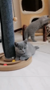 Scottish fold e straight con pedigree | Foto 3