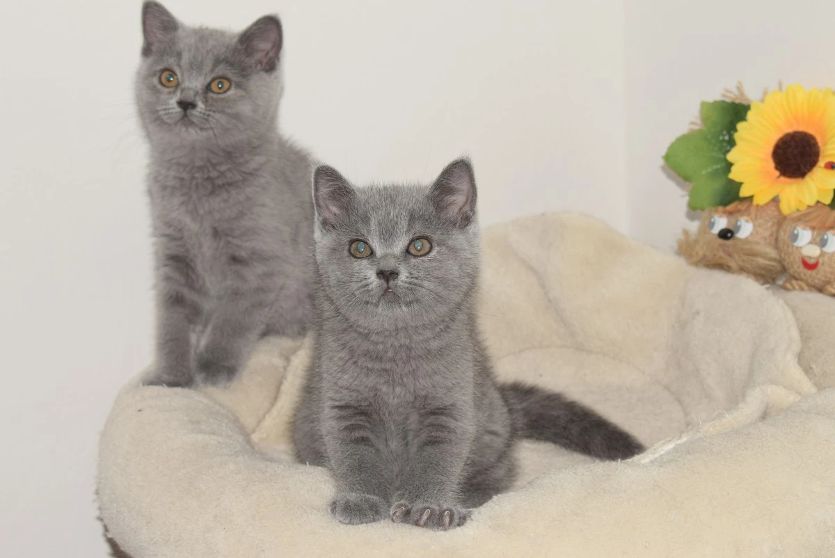 Scottish fold e straight con pedigree | Foto 2