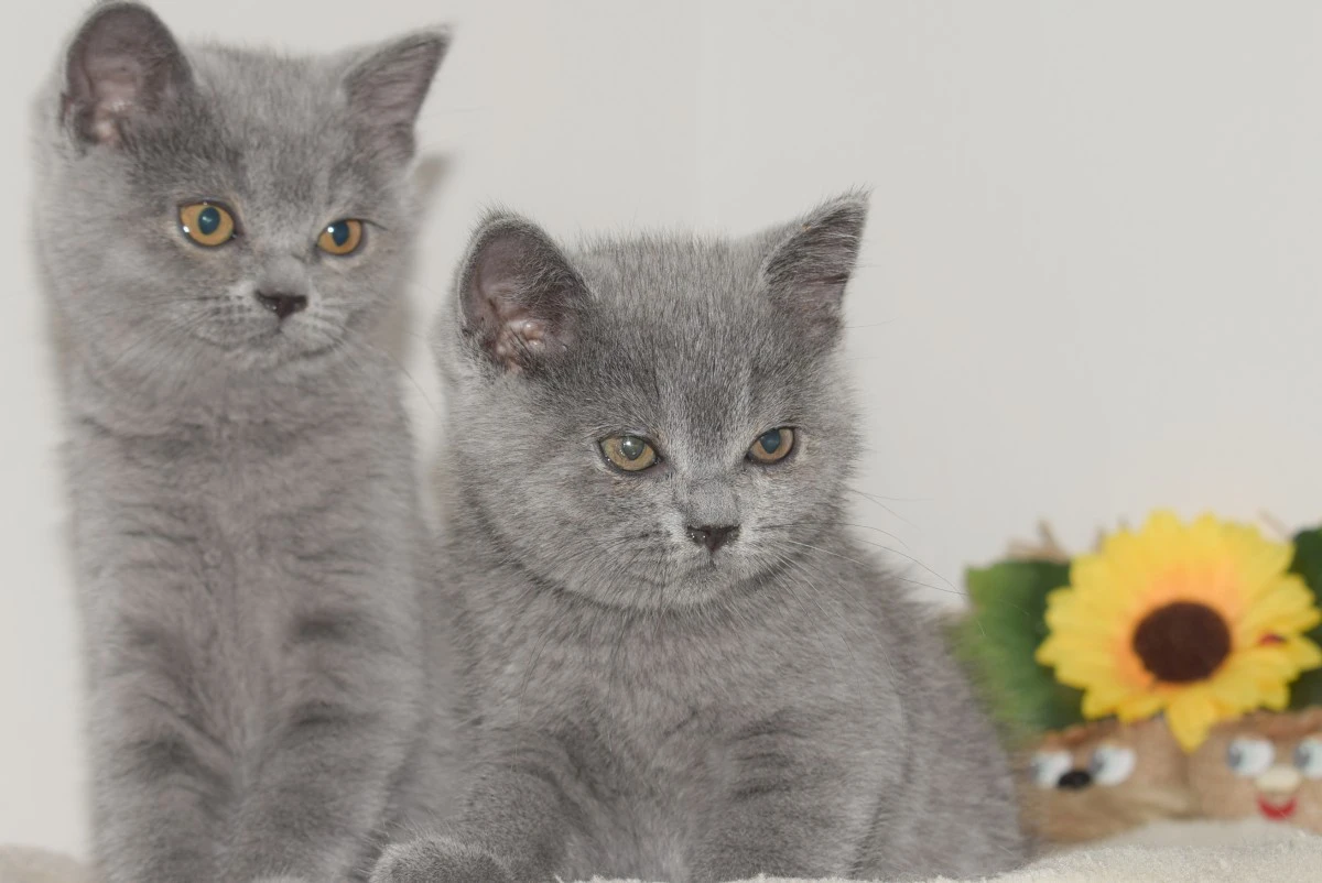 Scottish fold e straight con pedigree | Foto 4