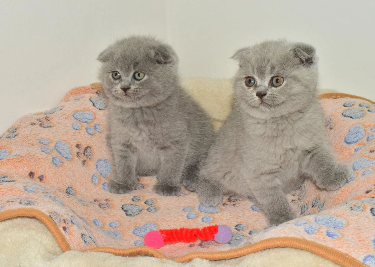 Scottish fold e straight con pedigree | Foto 11