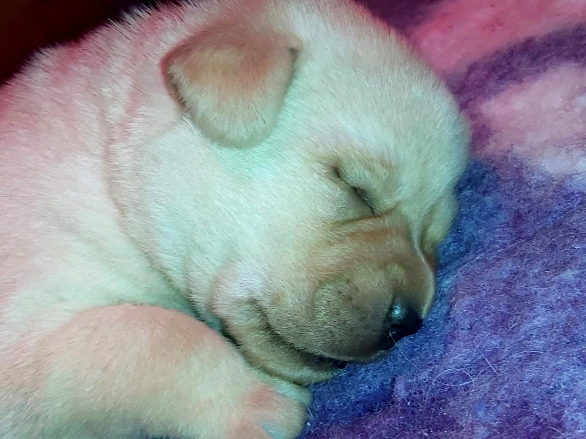 Cuccioli di labrador gialli con pedigree | Foto 2