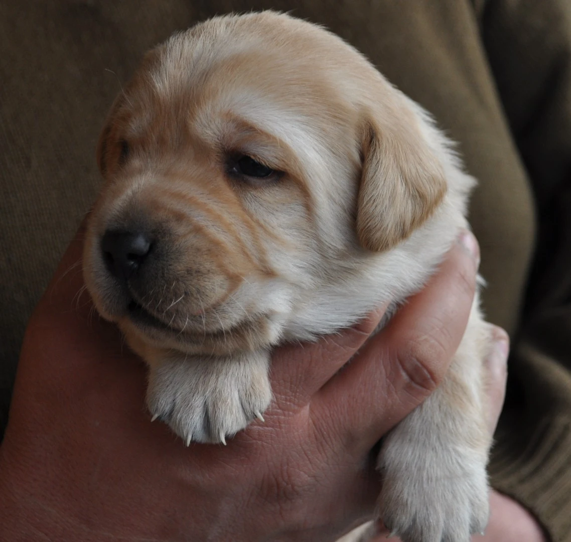 Cuccioli di labrador gialli con pedigree | Foto 3