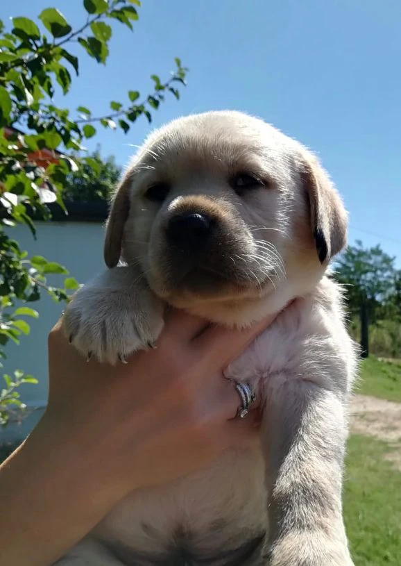 Cuccioli di labrador gialli con pedigree | Foto 8