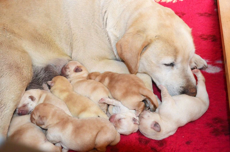 Cuccioli di labrador gialli con pedigree | Foto 6