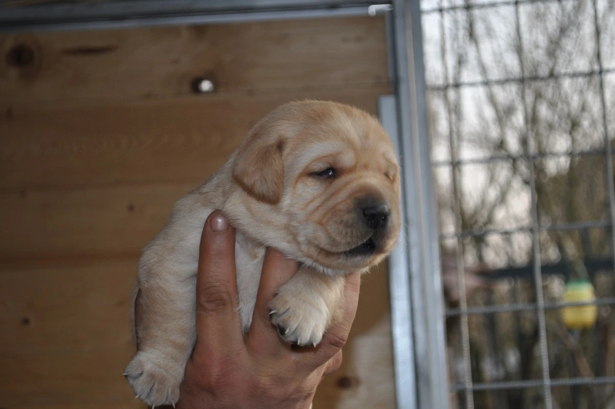 Cuccioli di labrador gialli con pedigree | Foto 4