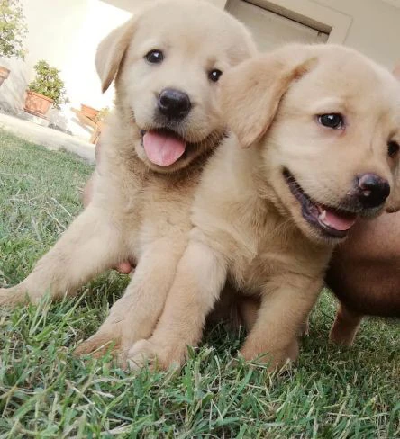 Cuccioli di labrador gialli con pedigree | Foto 1