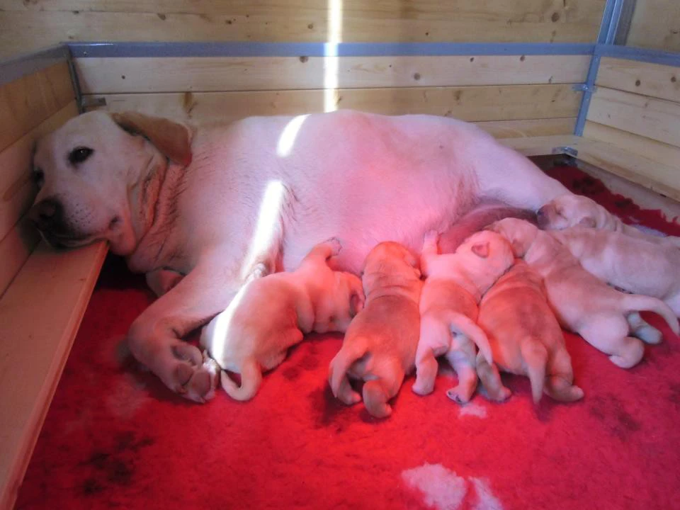 Cuccioli di labrador gialli con pedigree | Foto 5