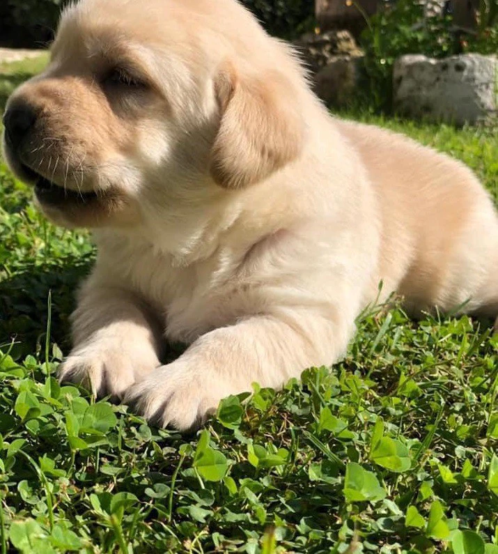 Cuccioli di labrador gialli con pedigree | Foto 7