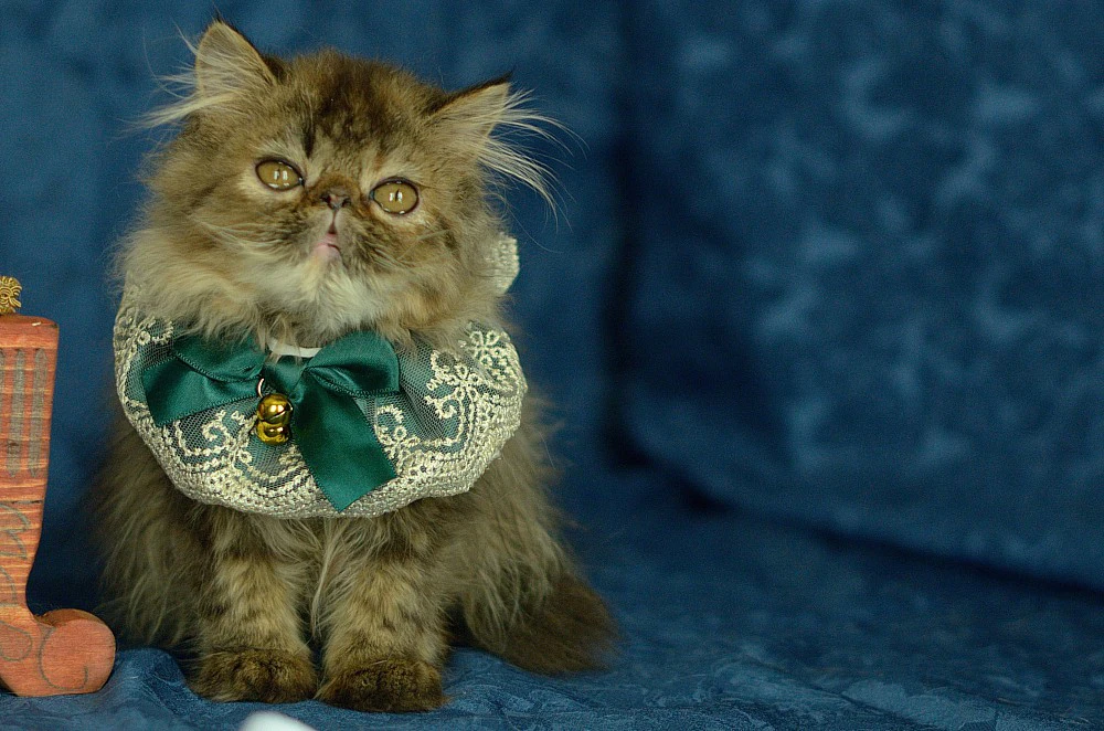 Cucciola Persiana femmina Brown Tabby  | Foto 3