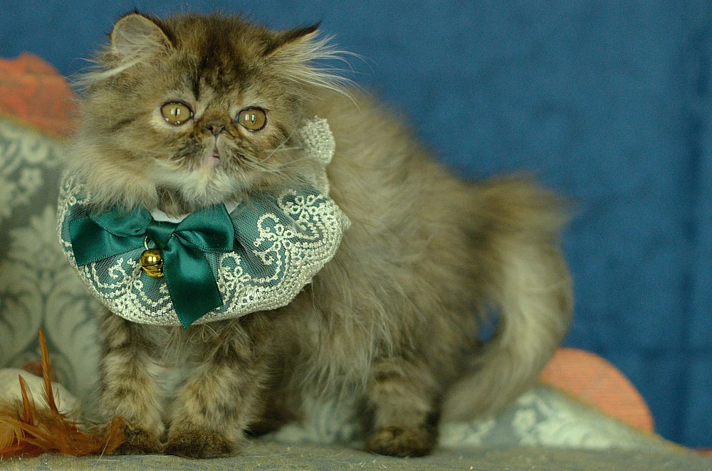 Cucciola Persiana femmina Brown Tabby  | Foto 4