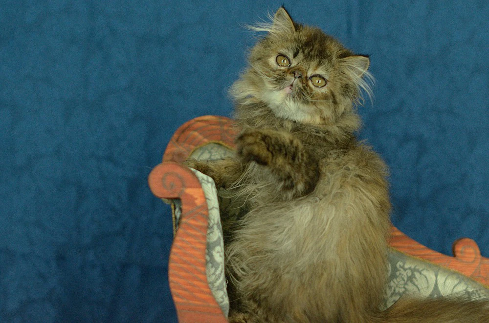Cucciola Persiana femmina Brown Tabby  | Foto 1