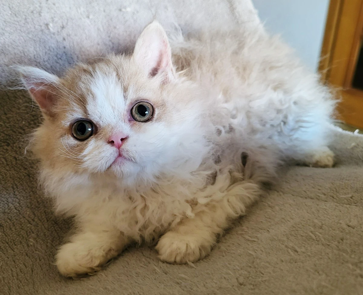 Cuccioli Selkirk Rex a pelo riccio  | Foto 5