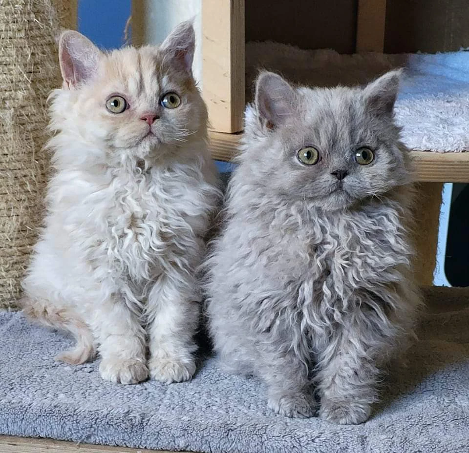 Cuccioli Selkirk Rex a pelo riccio  | Foto 11