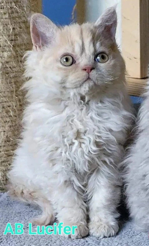 Cuccioli Selkirk Rex a pelo riccio  | Foto 6