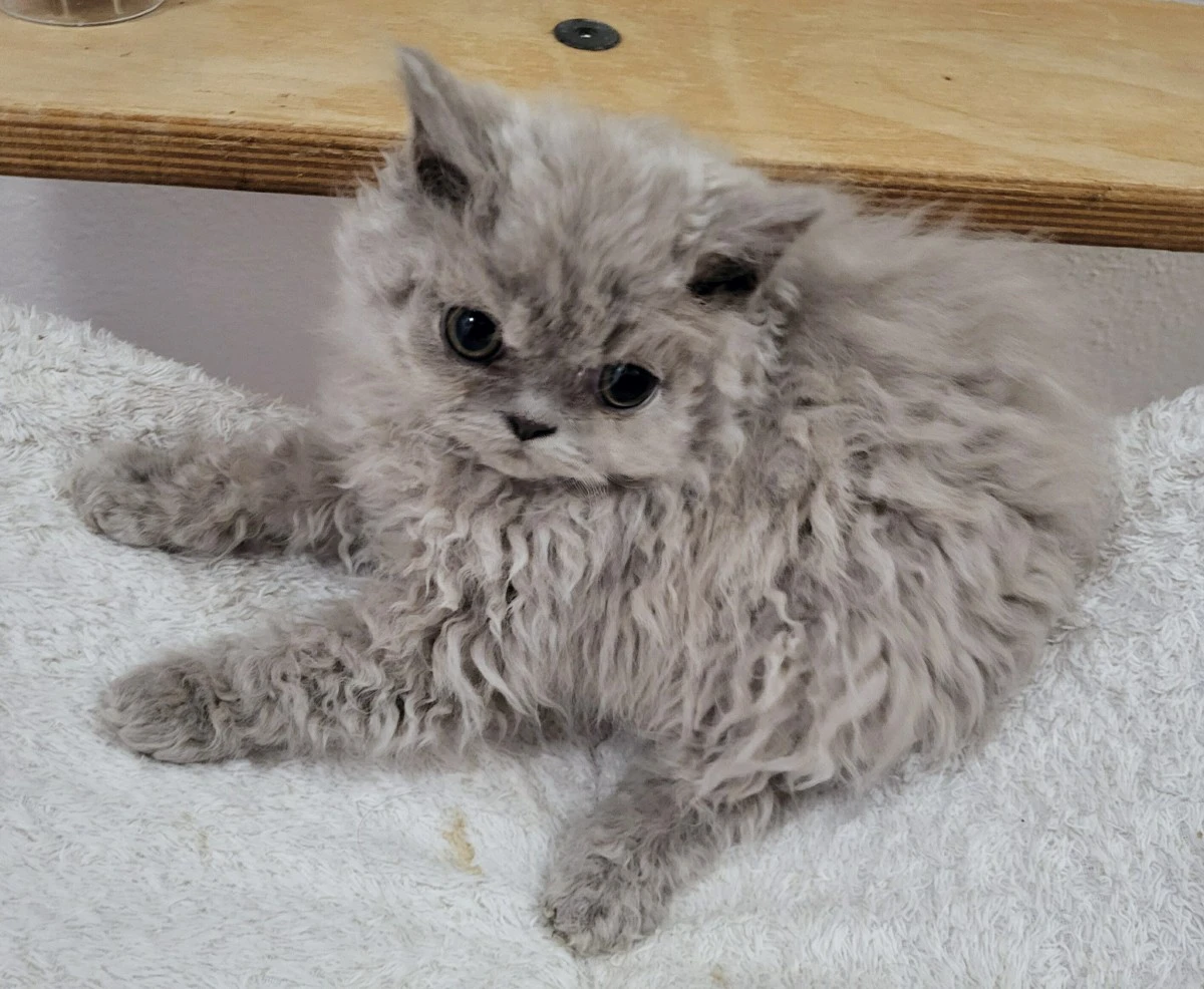 Cuccioli Selkirk Rex a pelo riccio  | Foto 4