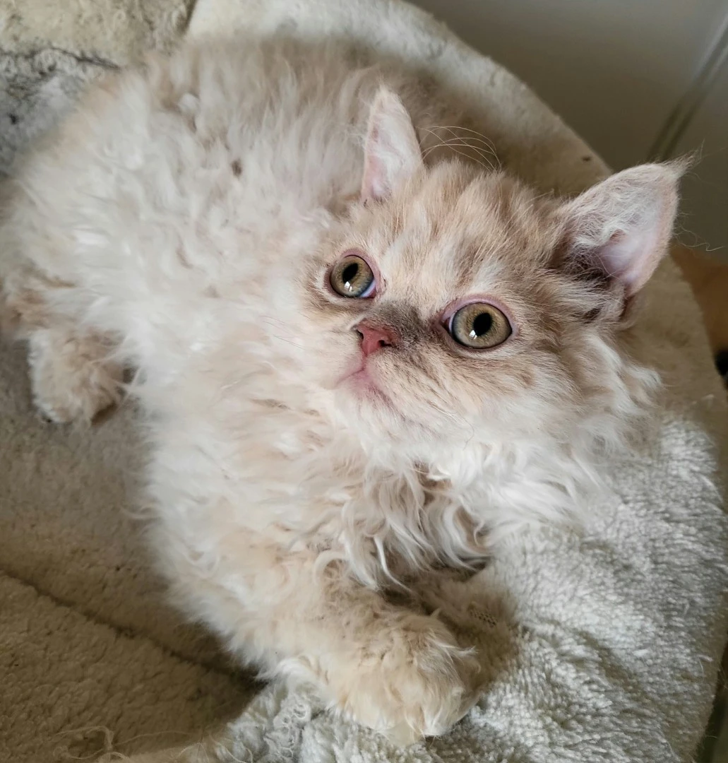 Cuccioli Selkirk Rex a pelo riccio  | Foto 8