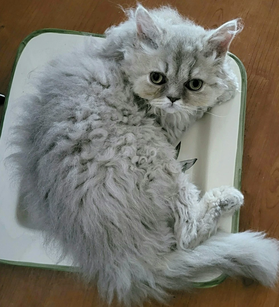 Cuccioli Selkirk Rex a pelo riccio  | Foto 7