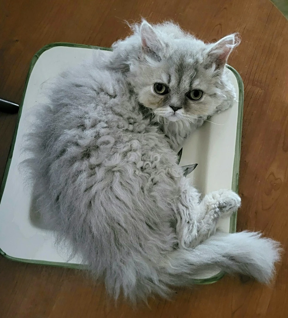 Cuccioli Selkirk Rex a pelo riccio  | Foto 10