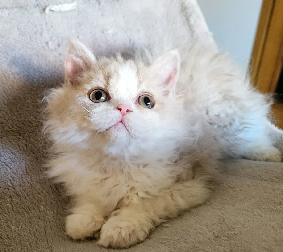 Cuccioli Selkirk Rex a pelo riccio  | Foto 1